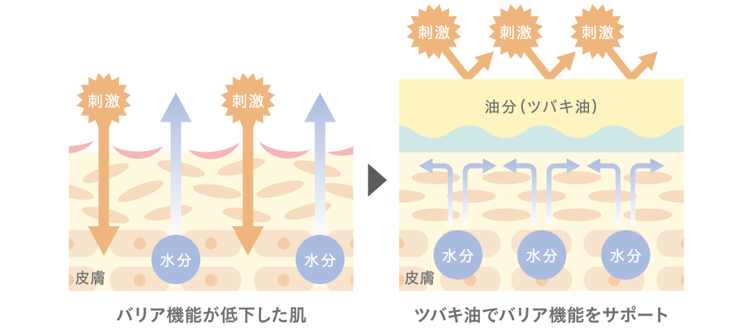 ツバキ油でバリア機能をサポート