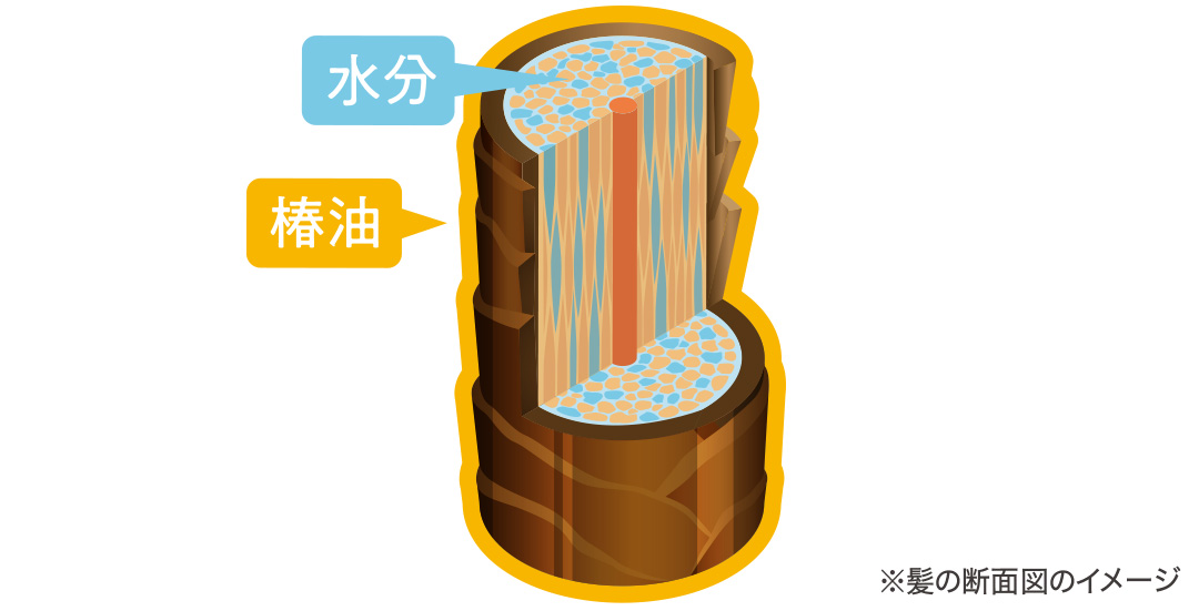 髪の断面図のイメージ